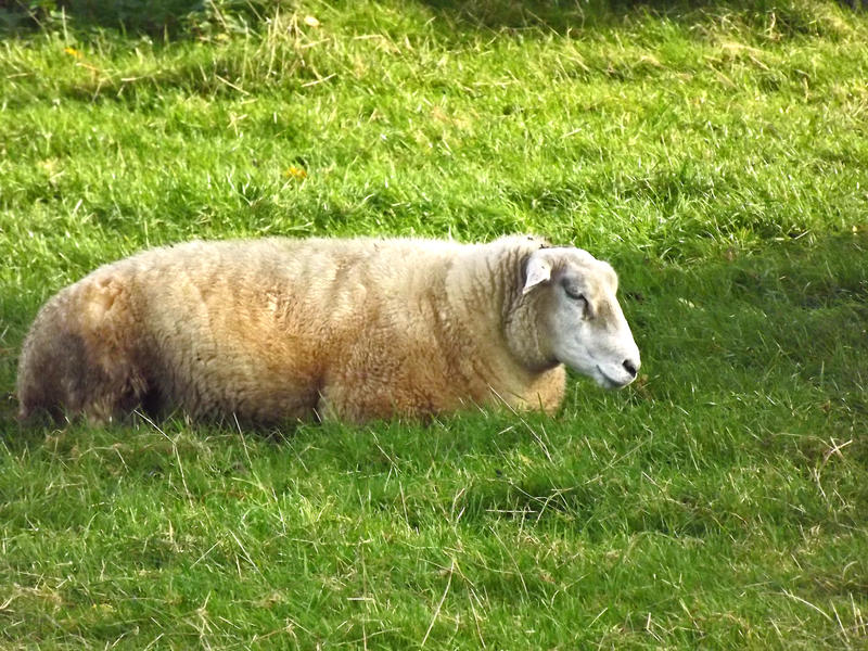 Sheep