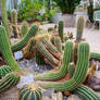Cactus 1