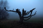 Foggy Landscape 6