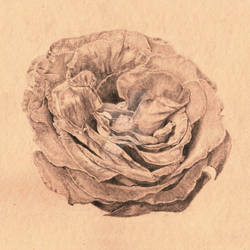 Rose - Pencil Study on Paper