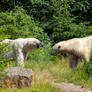 Polar bears