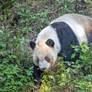 Giant panda