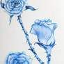 Blue Roses