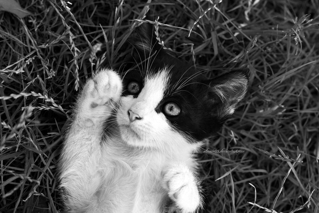 Dreaming Kitty BW