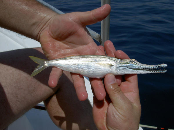 Cron Fish Crocfish by blunicorn on DeviantArt