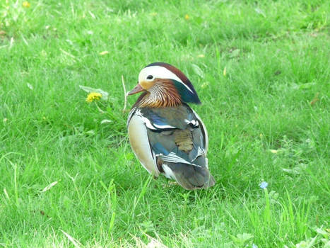 Mr Water Bird Returns