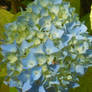Blueish Green flower