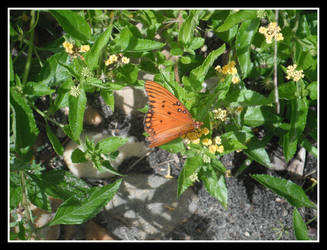 Fritillary