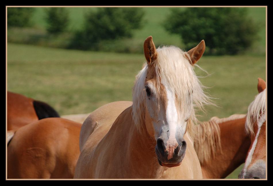 Wild Mustang