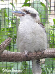 Kookaburra sitting in the old gum tree