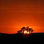 orange sunset beyond tree