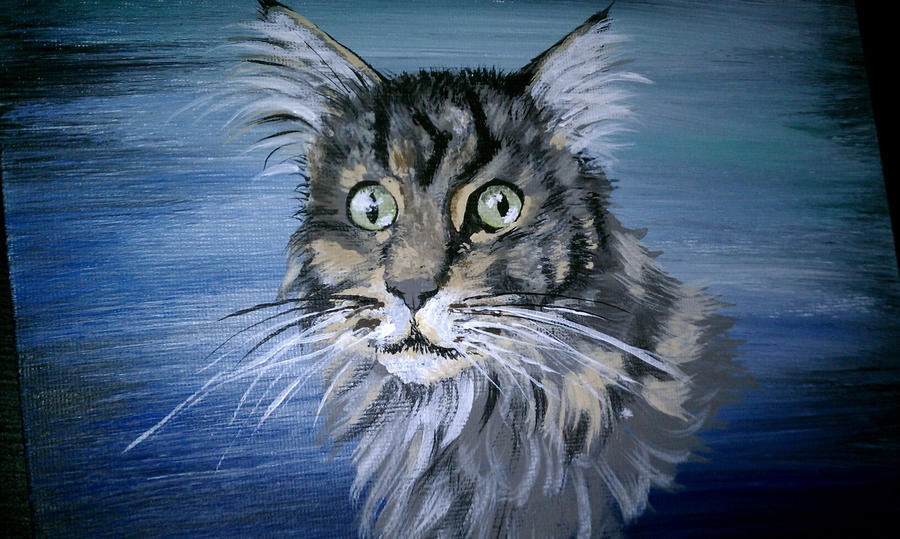 Rocky the Maine Coon