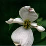 Dogwood Flower