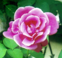 Pink Rose