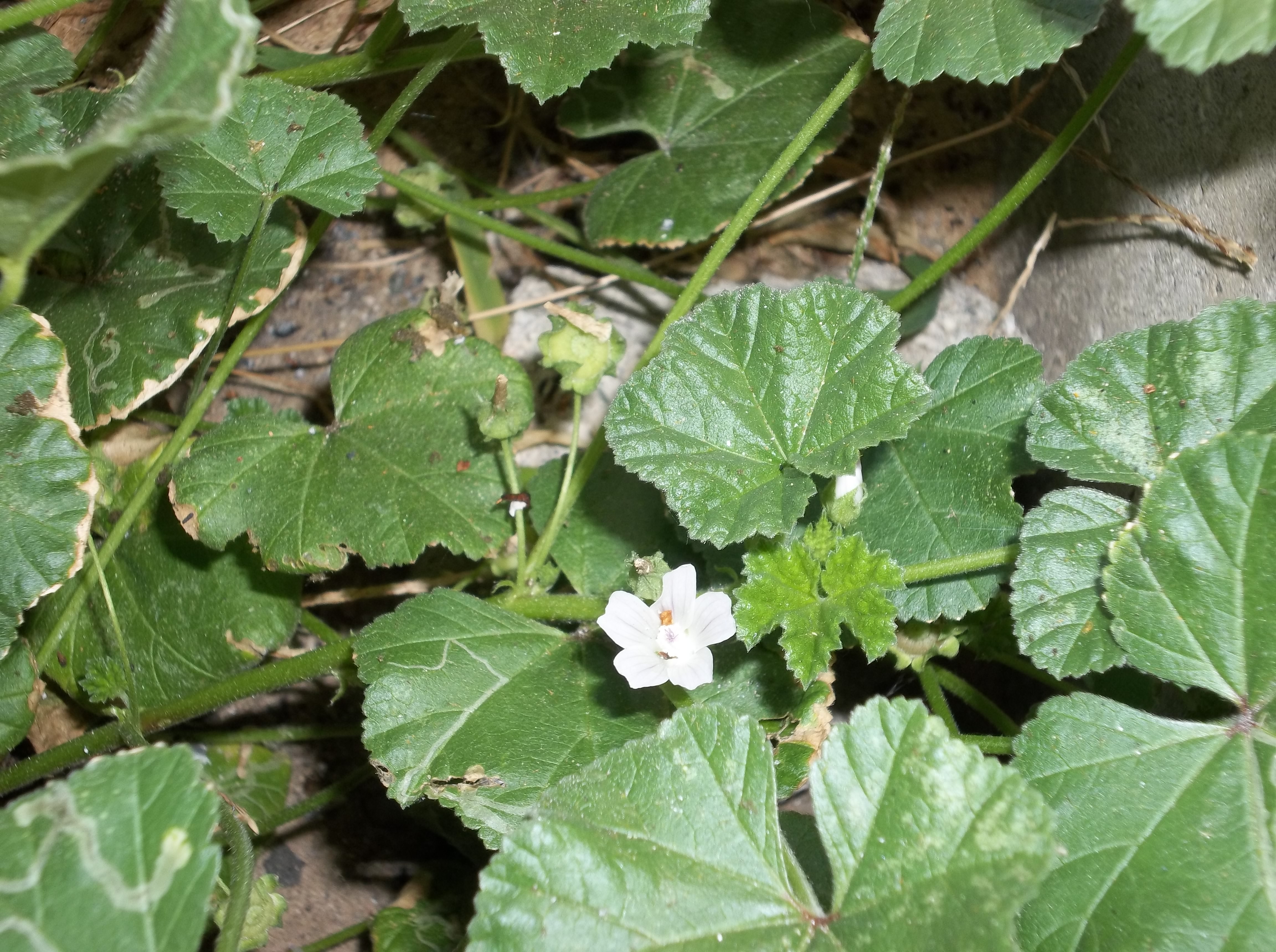 Flowers by the walk