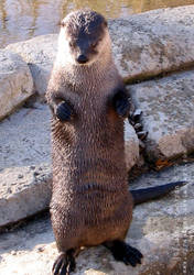 Otterly Adorable