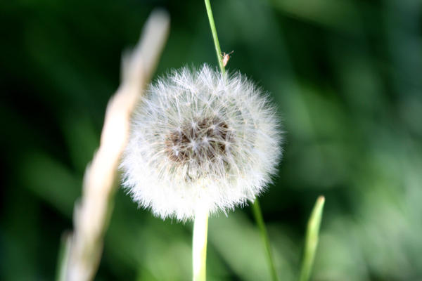 Dandelion