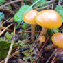 Galerina marginata