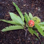 Baby amanita muscaria