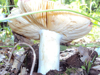 a king size Russula