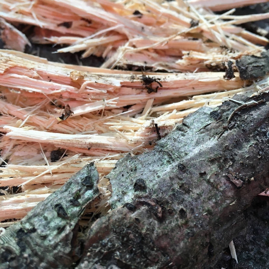 Splinter Pods Splinters by seracook95 on DeviantArt