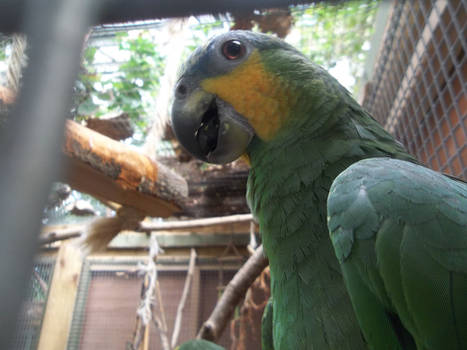 Amazonian Orange-Winged Parrot