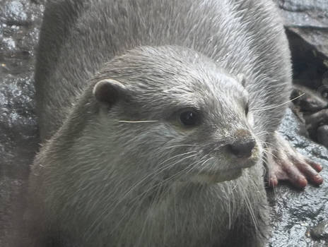 Otter, Sea Life Loch Lomond