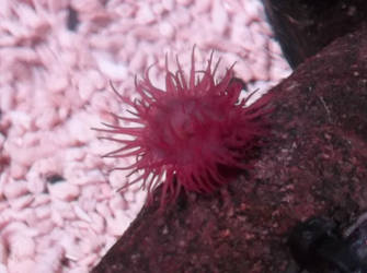 Purple Sea Urchin