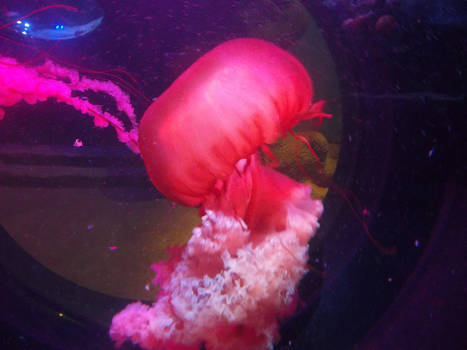 Sea Nettle (1)