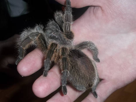 Chilean Rose Tarantula, Amazonia