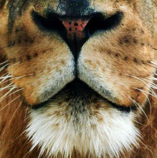 Lion Maw By Buddhanature101 On DeviantArt lion-maw-by-buddhanature101-on-deviantart