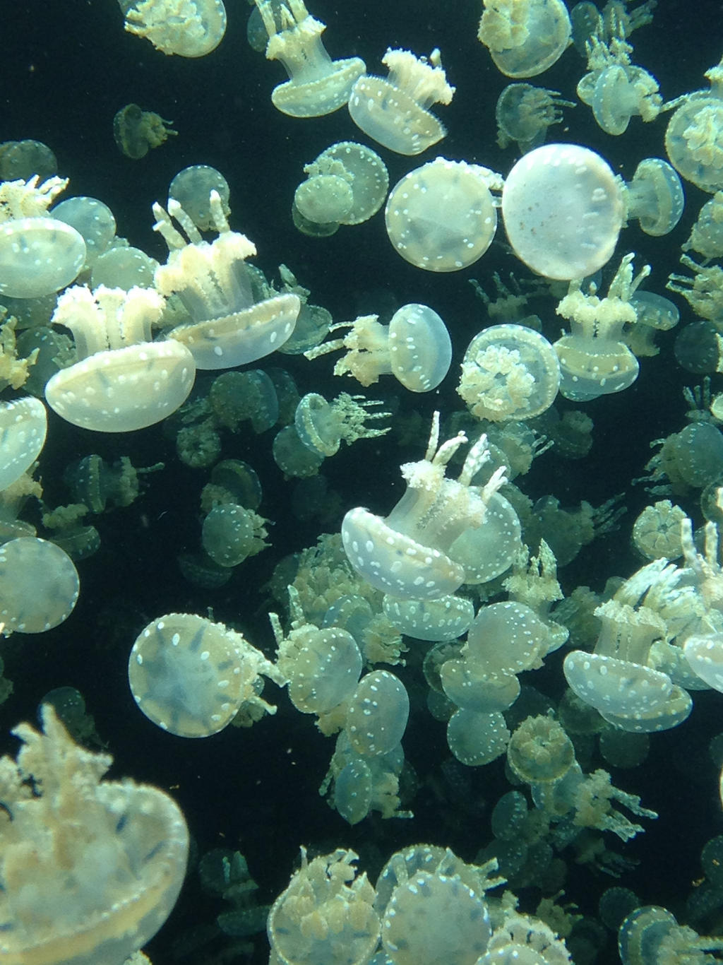 Jellyfish