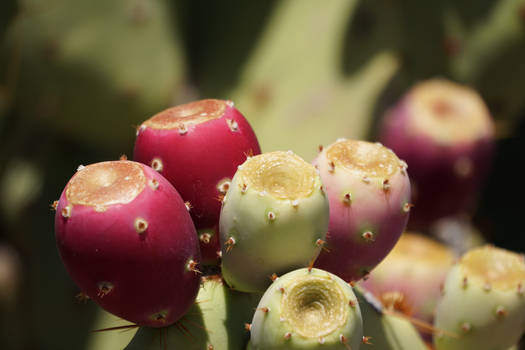 Prickly Pear Cactus fruit red