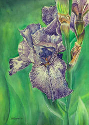 Untitled Iris #6