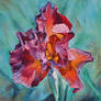 Untitled Iris #5