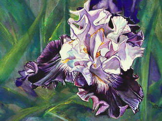 Untitled Iris #10
