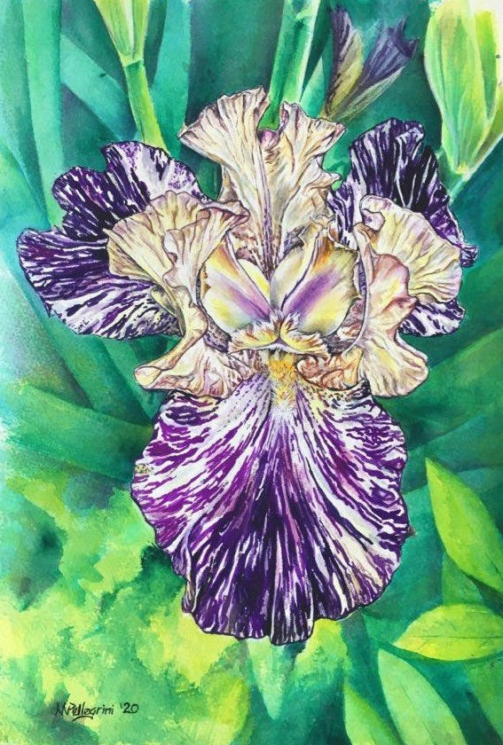 Untitlted Iris #30