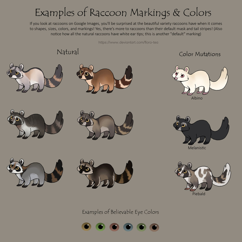 Examples of Raccoon Colors and Markings