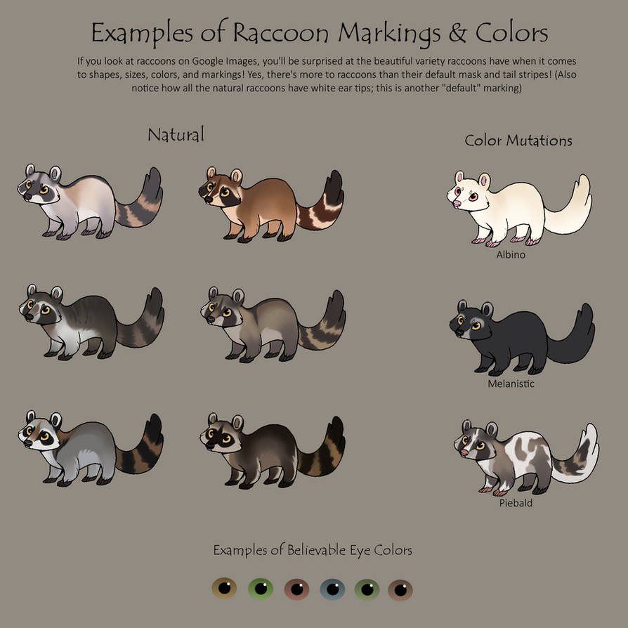 Examples of Raccoon Colors and Markings by Flora-Tea on DeviantArt
