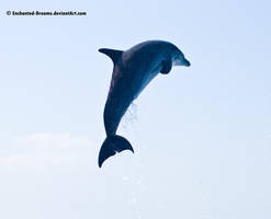 Dolphin Stock 12