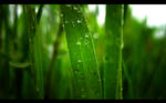 Pearly Greens - 1680 x 1050 by beanhugger