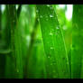 Wall - Pearly Greens 1920x1200