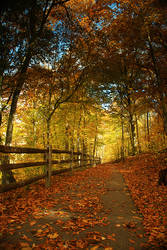 Colorful Forest