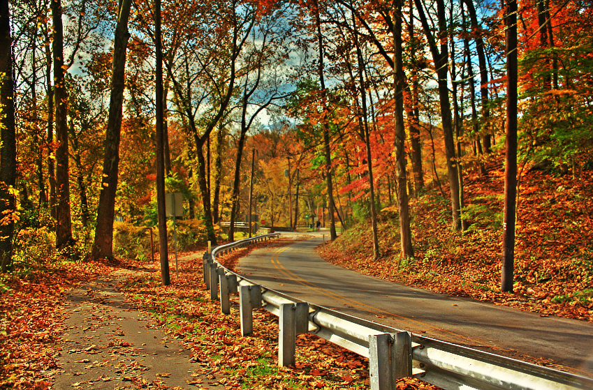 Colorful Forest HDR