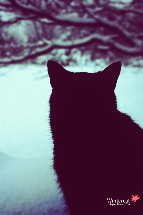 wintercat