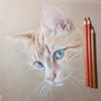 Started a color pencil drawing of my sisters cat