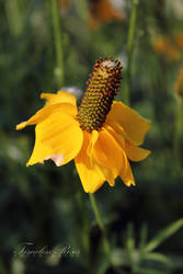 The Dance in Yellow