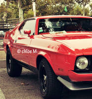 Mustang des Belles du Cap