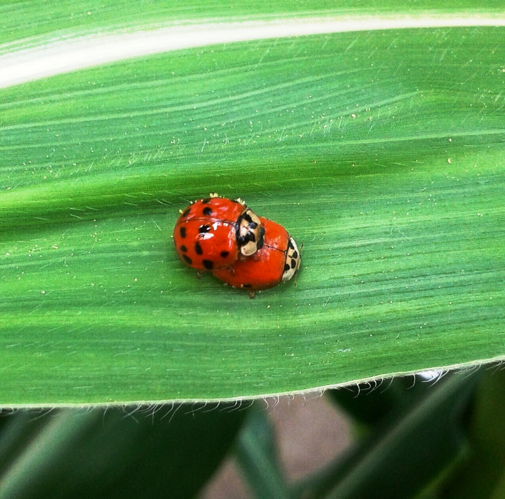 Ladybugs love