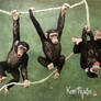 Miniature 1:12 Chimpanzee sculptures